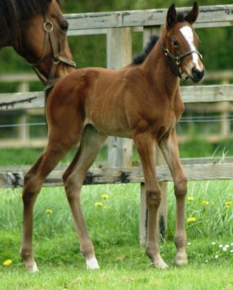 2014 filly by Cacique
